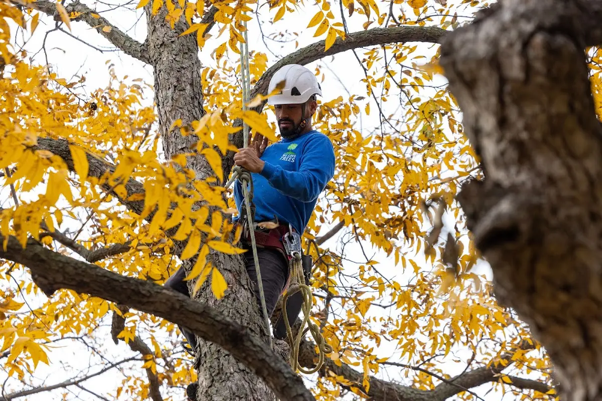 Skilled Tree Pruning crew working in Fairmount